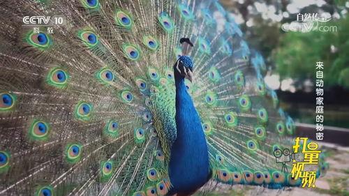 孔雀视频在线观看  第1张